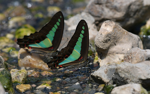 Common Bluebottle