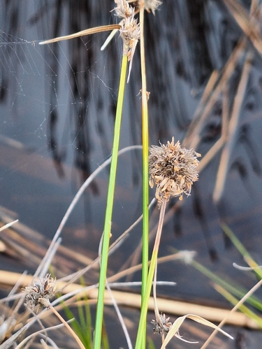 Hairy Hippo-Sedge (Fuirena hirsuta)