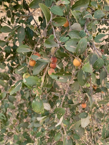 Chinese Apple