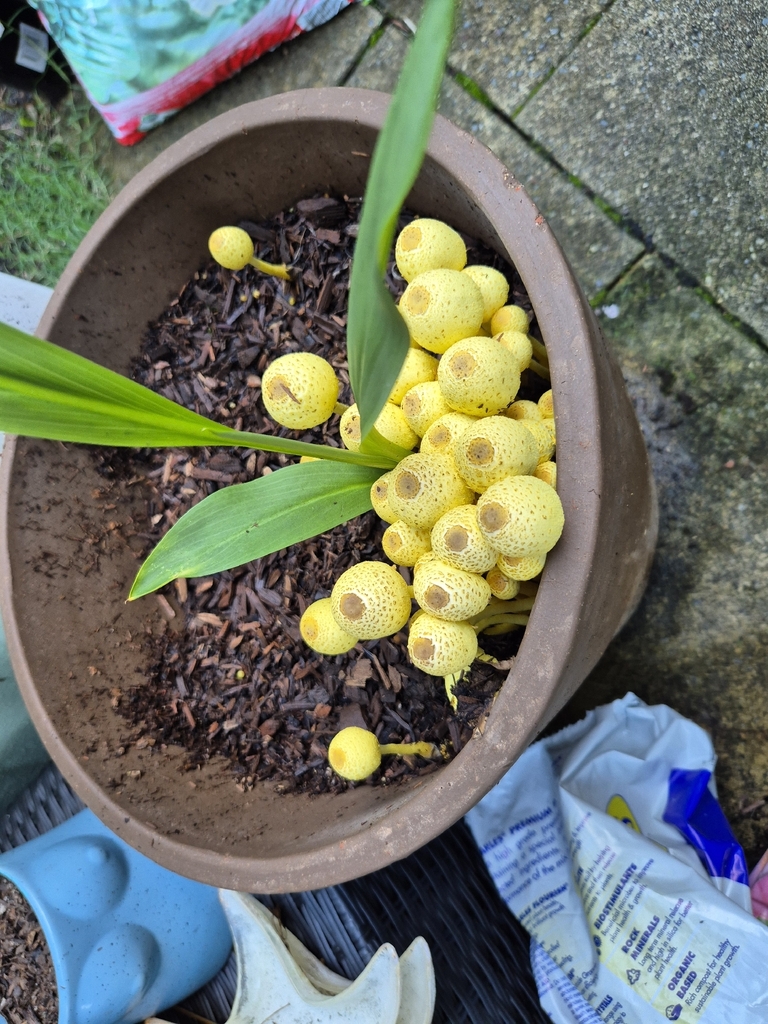 Leucocoprinus birnbaumii · March 2026 · photo: © olliesaurus (iNaturalist, CC)