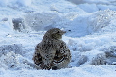 Melanocorypha yeltoniensis