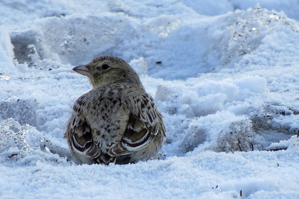 Black Lark