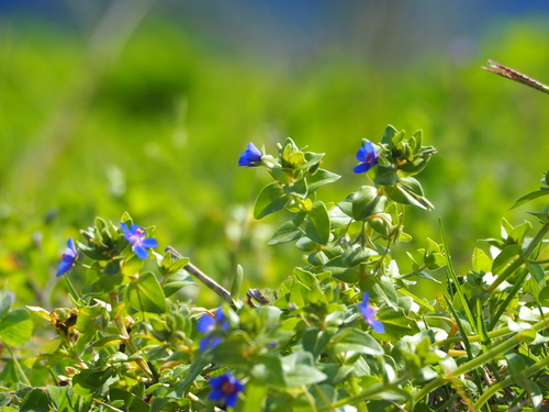 Blue Scarlet Pimpernel
