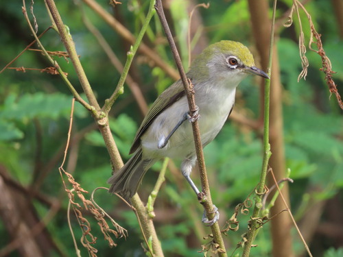 Christmas White-eye (Zosterops natalis), photo 5
