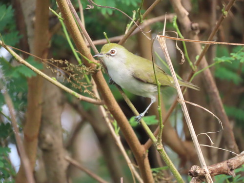 Christmas White-eye (Zosterops natalis), photo 7