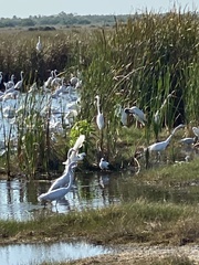 Pelecaniformes
