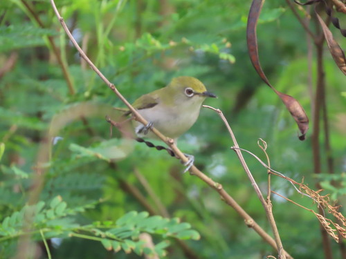 Christmas White-eye (Zosterops natalis), photo 6