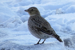 Melanocorypha yeltoniensis