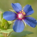 Blue Scarlet Pimpernel - Photo no rights reserved, uploaded by 葉子