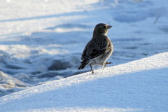 Melanocorypha yeltoniensis