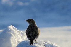 Melanocorypha yeltoniensis