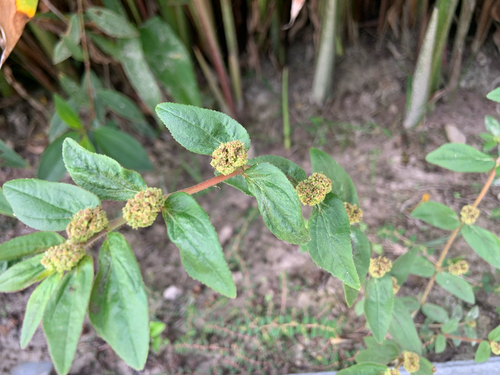 Euphorbia hirta