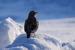 Melanocorypha yeltoniensis