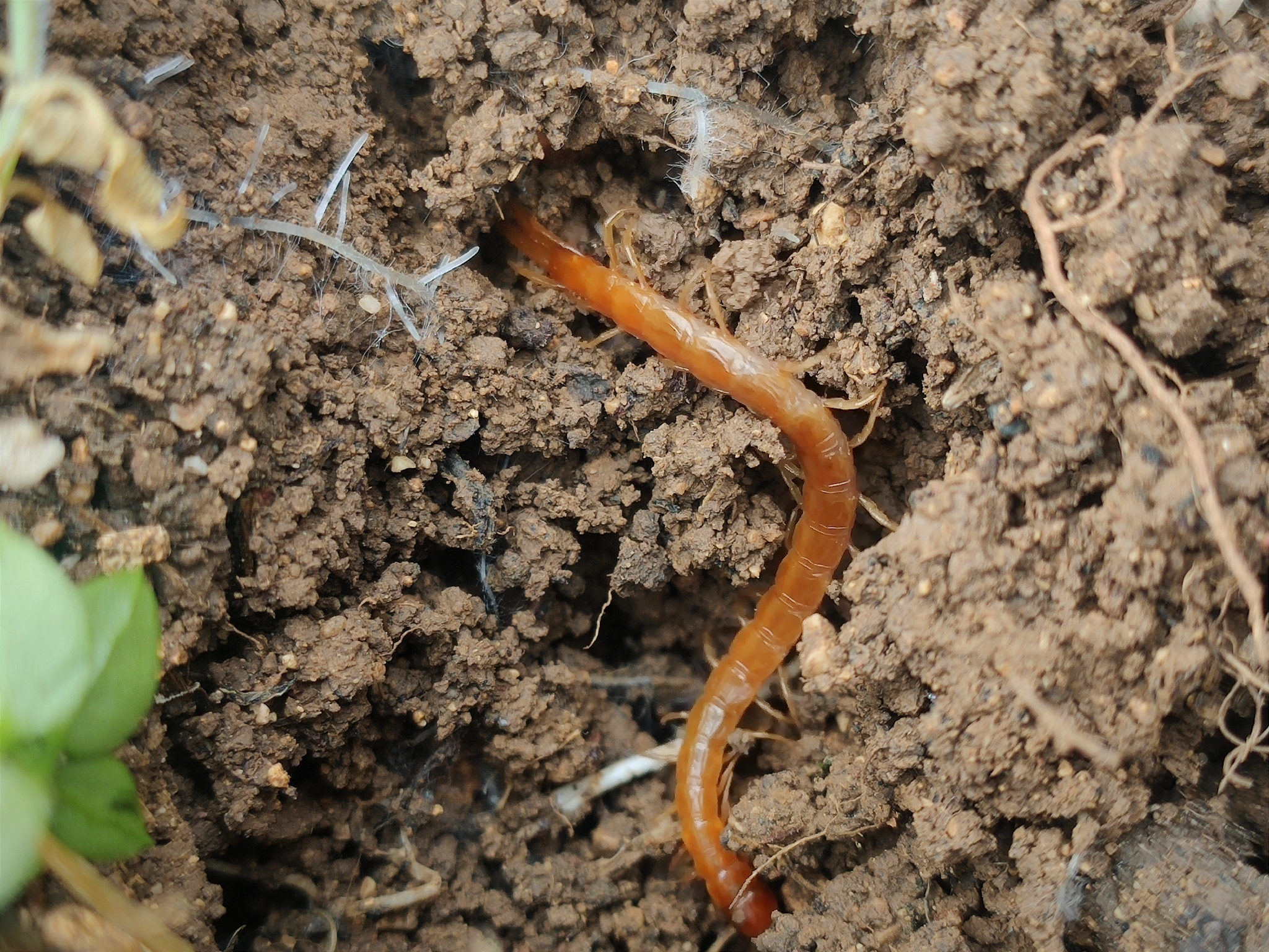 Cryptops anomalans Newport, 1844