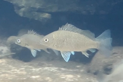 Midgley's grunter (Pingalla midgleyi) — Terapontidae — 2