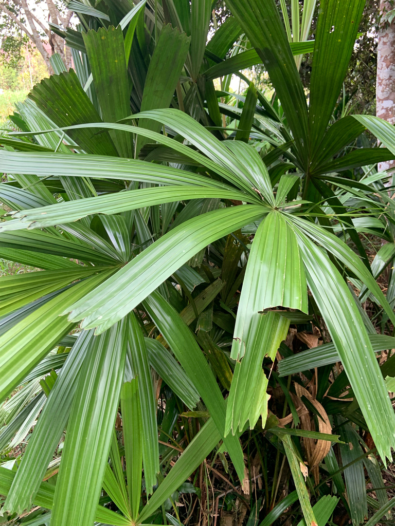 Mangrove fan palm (Licuala spinosa)