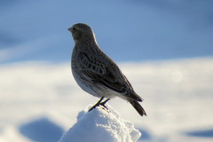 Melanocorypha yeltoniensis