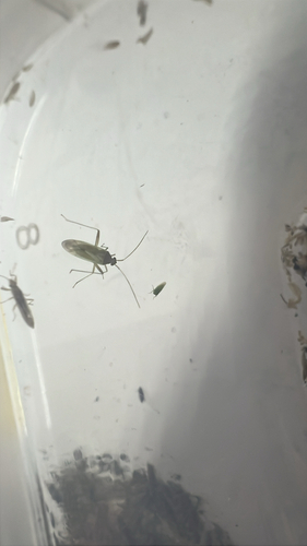 Creontiades dilutus