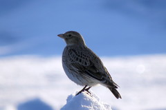 Melanocorypha yeltoniensis
