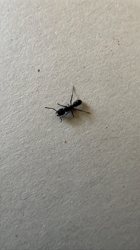 Green-head Ant