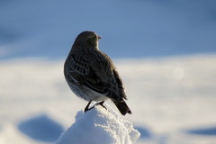 Melanocorypha yeltoniensis