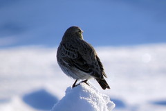 Melanocorypha yeltoniensis