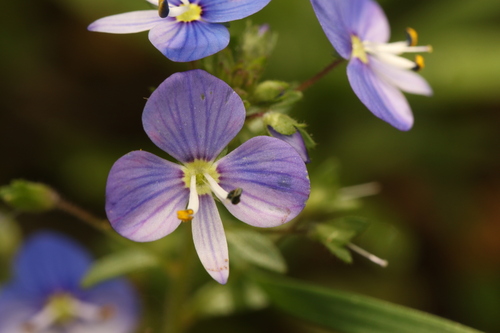 Syrian speedwell (Veronica syriaca)