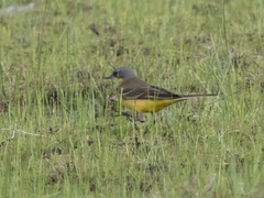 Motacilla flava thunbergi
