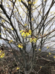 Hamamelis × intermedia
