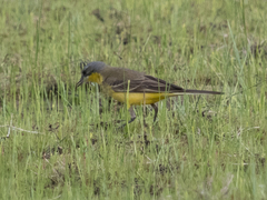 Motacilla flava thunbergi