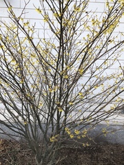 Hamamelis × intermedia