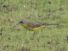 Motacilla flava thunbergi