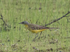 Motacilla flava thunbergi
