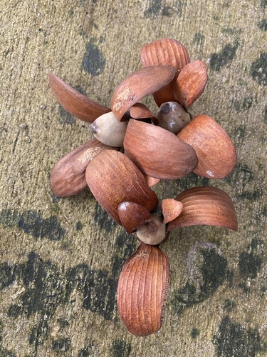 Shorea macrophylla observed 2026-01-23