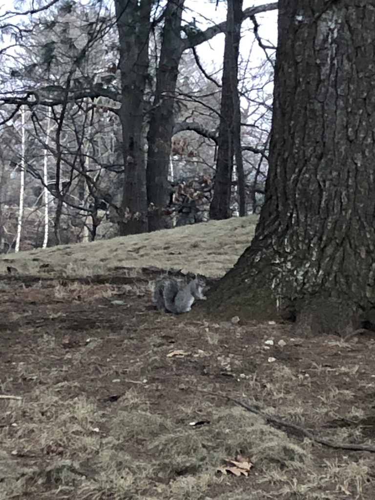 Eastern Gray Squirrel from Mount Feake Cemetery, Waltham, MA, US on ...