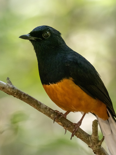 Sri Lanka Shama (Copsychus leggei)