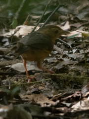 Pellorneum fuscocapillus
