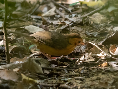 Pellorneum fuscocapillus