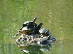 Trachemys scripta