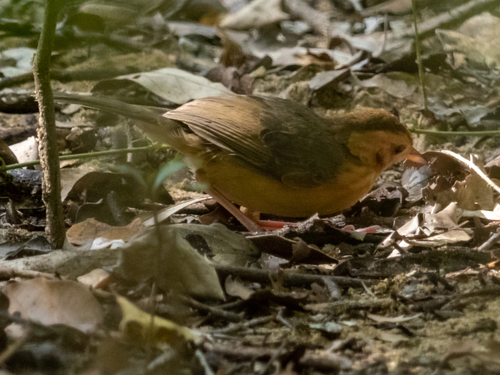Brown-capped Babbler (Pellorneum fuscocapillus), photo 5