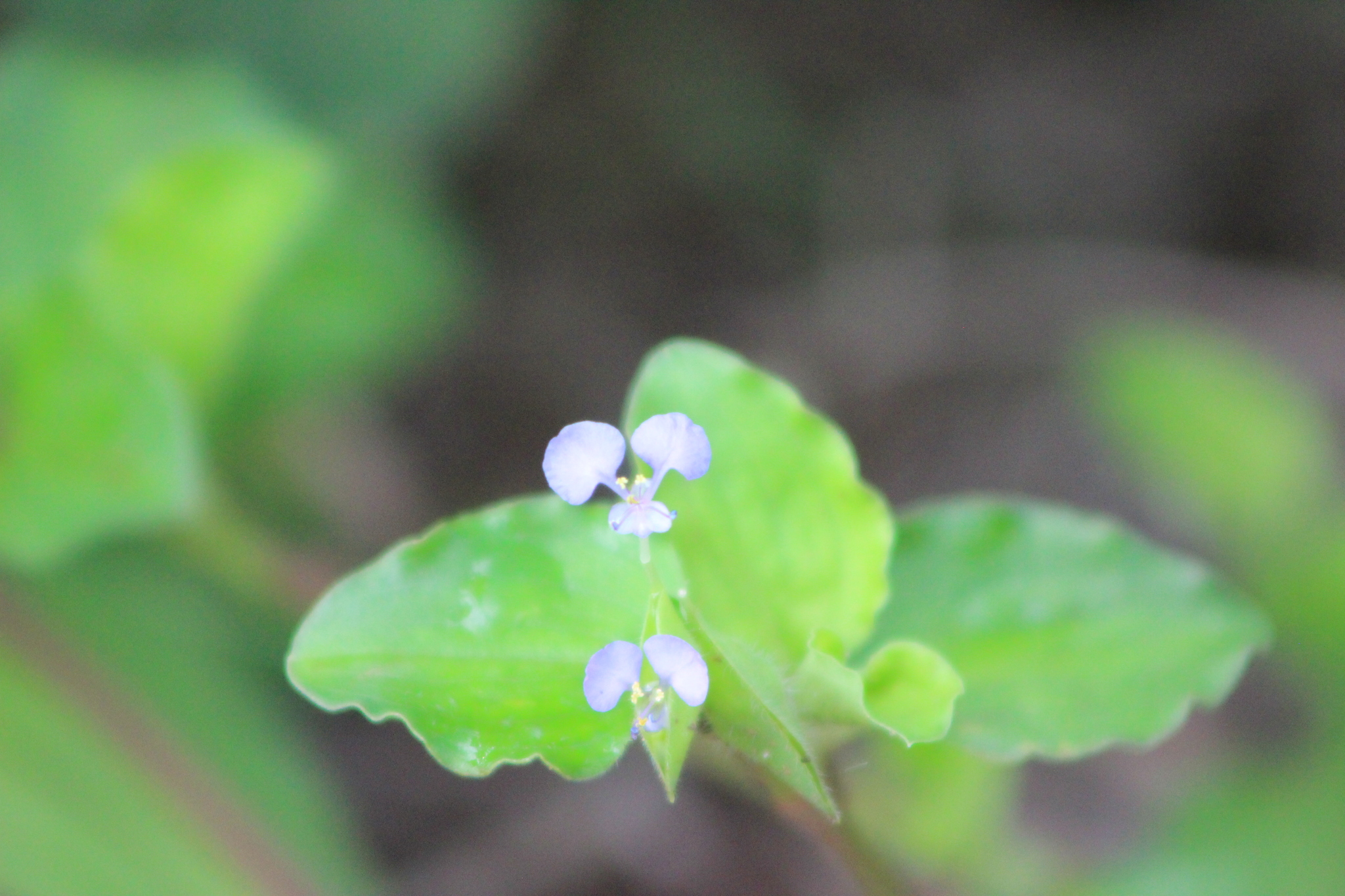 Commelina benghalensis