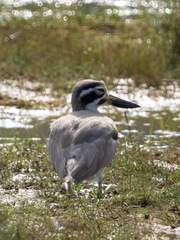 Esacus recurvirostris