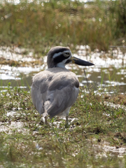 Esacus recurvirostris