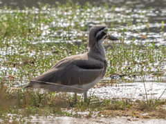 Esacus recurvirostris