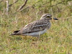 Burhinus indicus