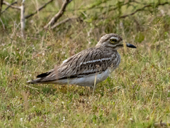 Burhinus indicus