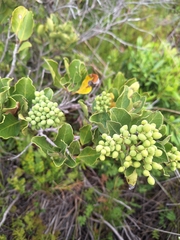 Black Ironwood (Olea capensis)