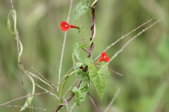 Ipomoea indivisa