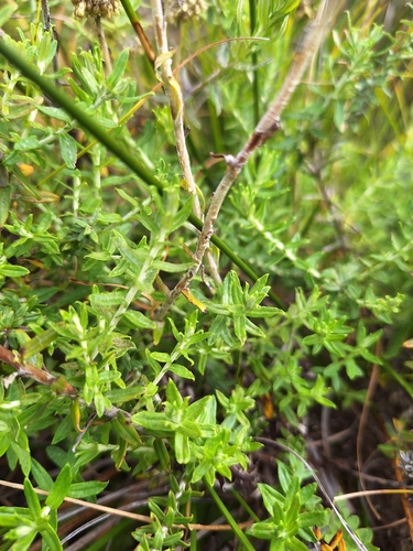 Fume Everlasting (Helichrysum cymosum)