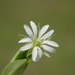 Stellaria alsine undulata - Photo ללא זכויות יוצרים, הועלה על ידי 葉子